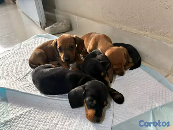 animales y mascotas - hermosos cachorritos de salchicha  5