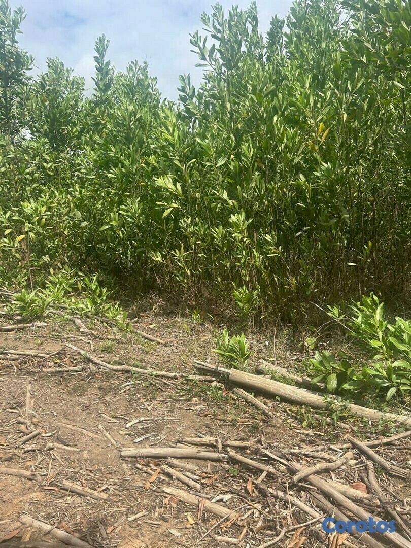 solares y terrenos - !Terreno en Monte Plata! 2