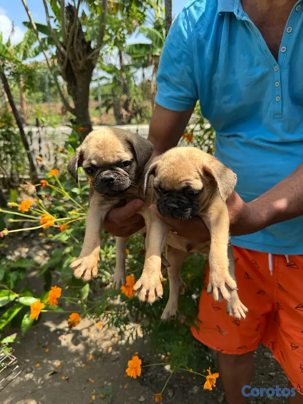 animales y mascotas - pug 2