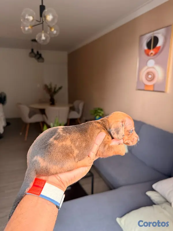 animales y mascotas - Venta Cachorros Salchichas  2