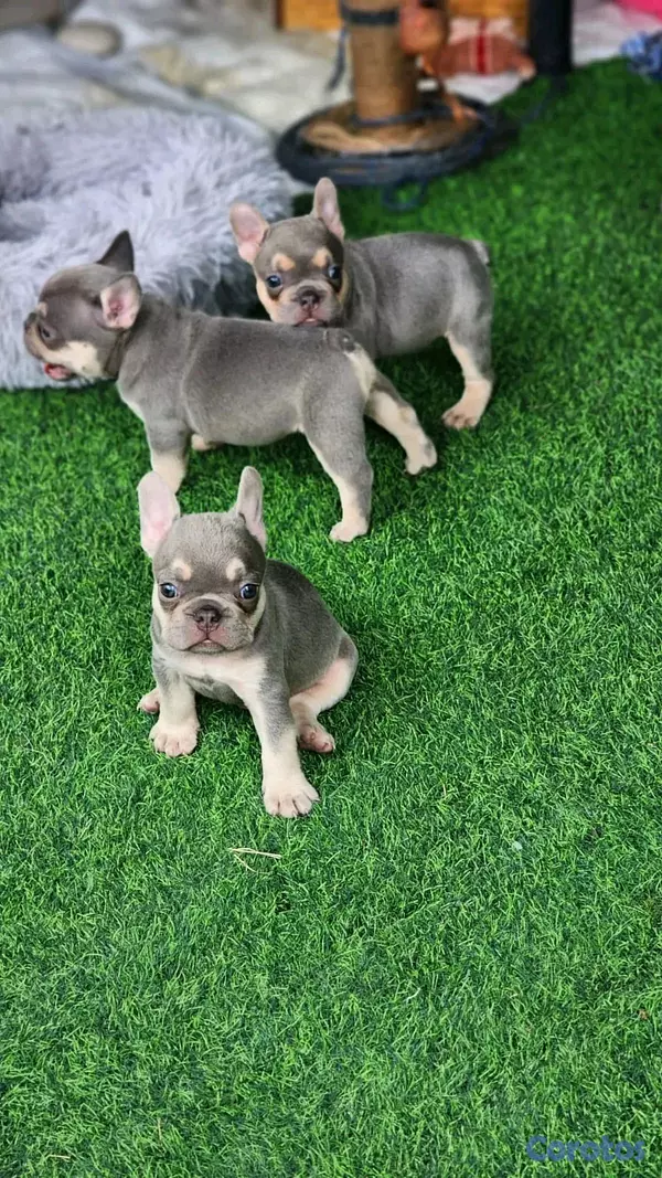 animales y mascotas - hermosos y adorables cachorritas buldog frances  3