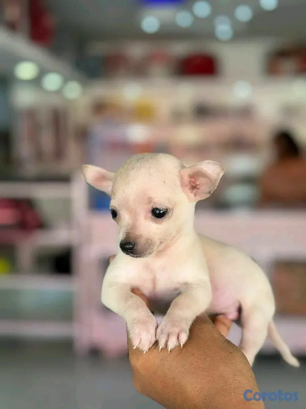 animales y mascotas - hermosos cachorritos de Chihuahua mini 2