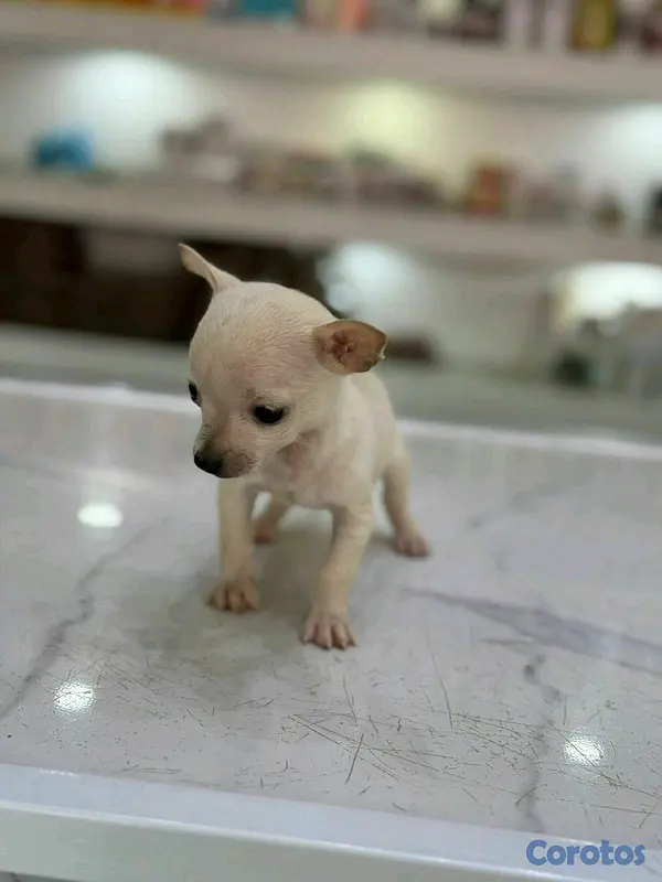 animales y mascotas - hermosos cachorritos de Chihuahua mini 3