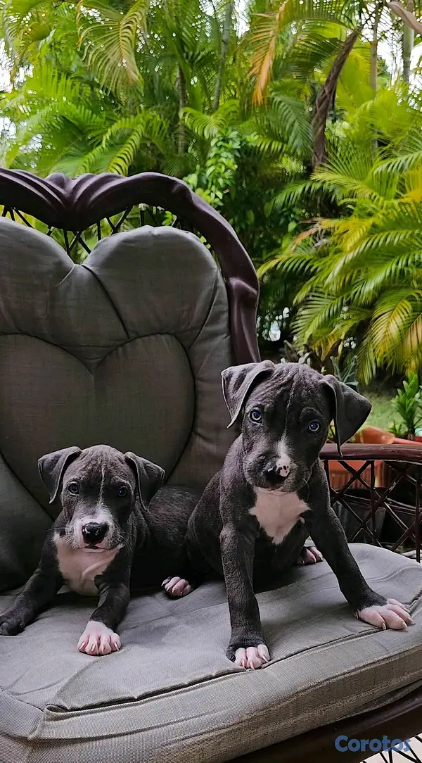 animales y mascotas - pitbull blue buena genetica 2