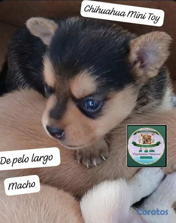 animales y mascotas - Chihuahua Mini de pelo largo  3