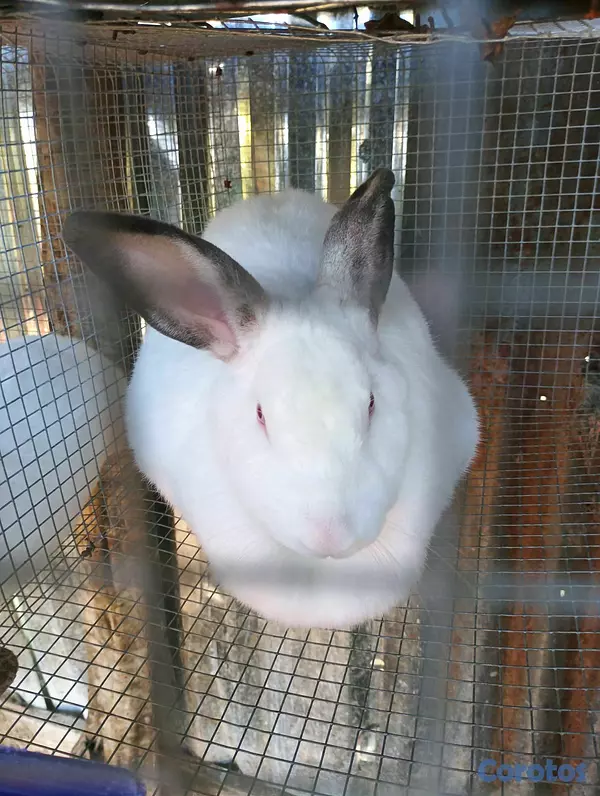 animales y mascotas - Conejos Nueva Zelanda  3