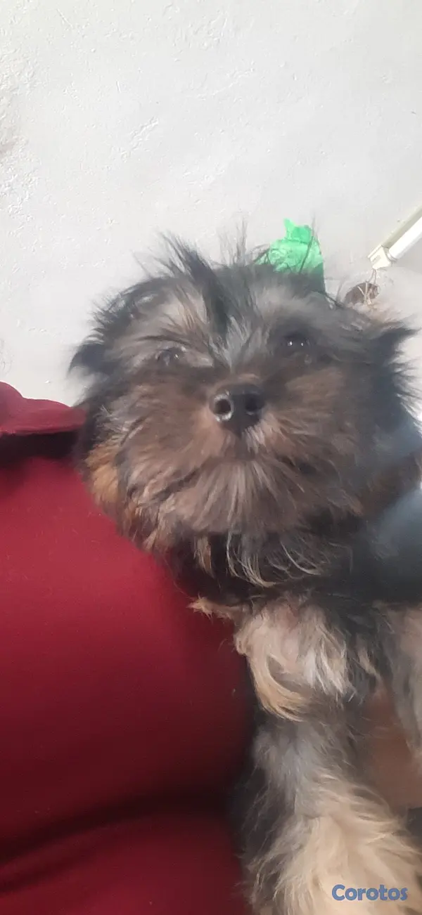animales y mascotas - Cachorro Yorkie 4