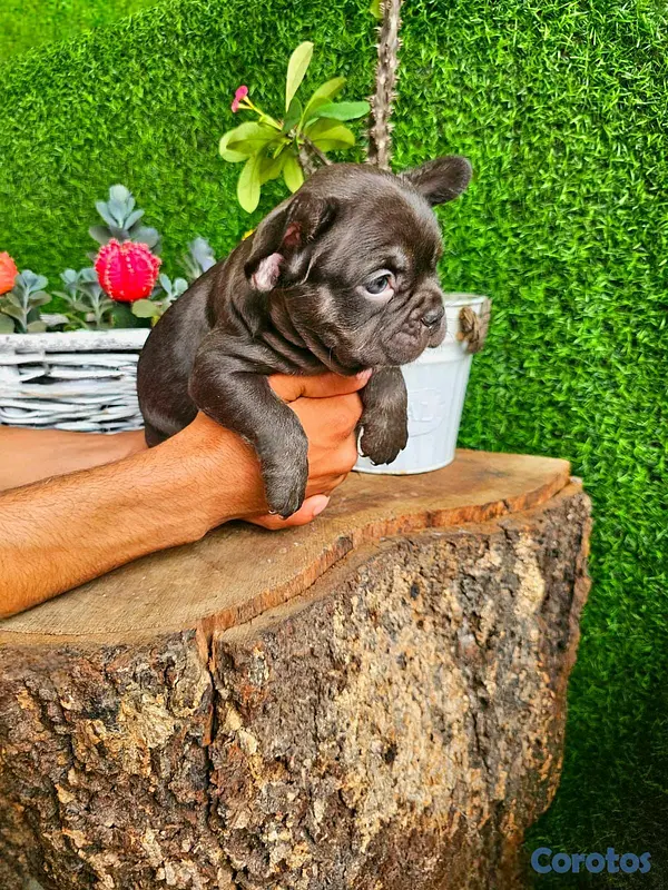 animales y mascotas - hermosos cachorritos de Buldog Frances  3