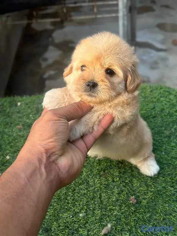animales y mascotas - Maltipoo  5