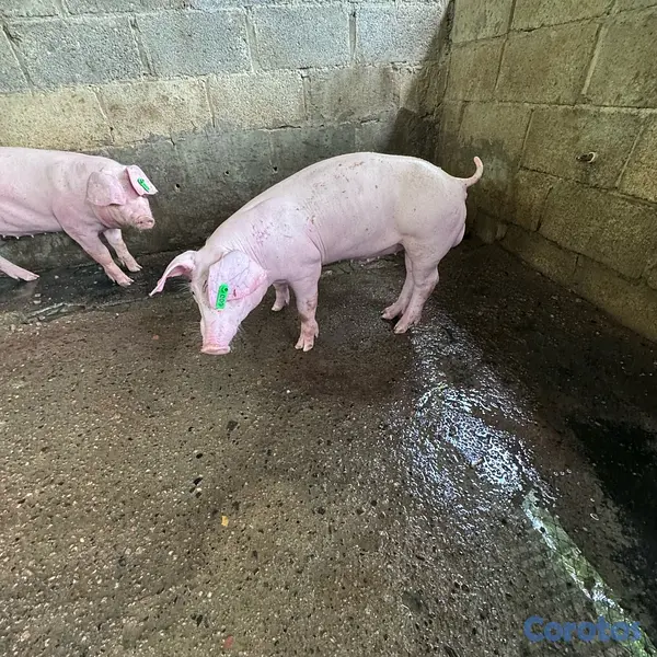 animales y mascotas - VENDO DOS VERRACOS (LANDRA) 3