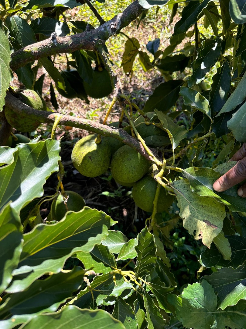 solares y terrenos - Vendo Oportunidad Finca De 132 Tareas Sembrada De Aguacate, Café, en Barahona 6