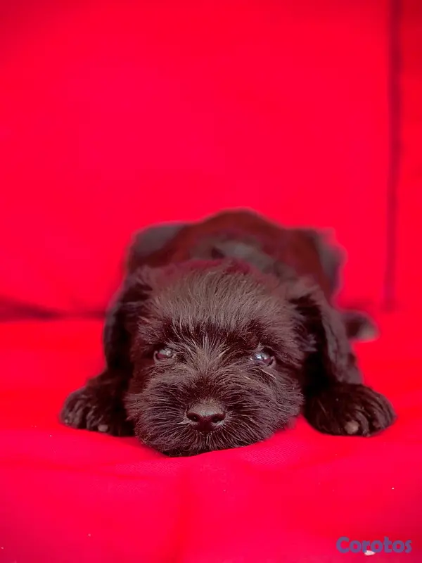 animales y mascotas - schnauzers hembras  4