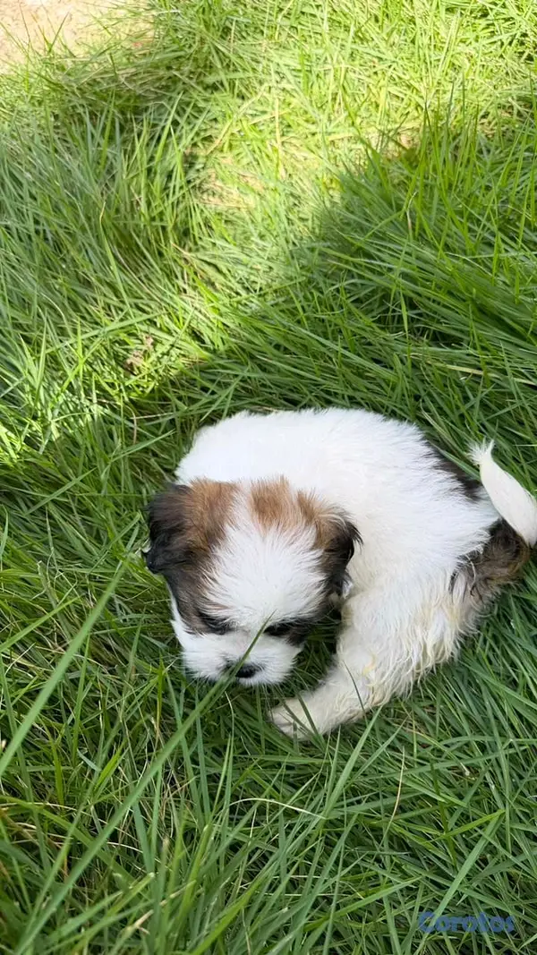 animales y mascotas - shipoo 9