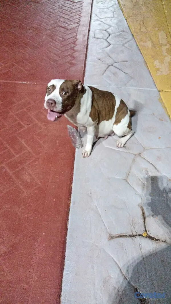 animales y mascotas - Venta de cachorros American Pittbull 5