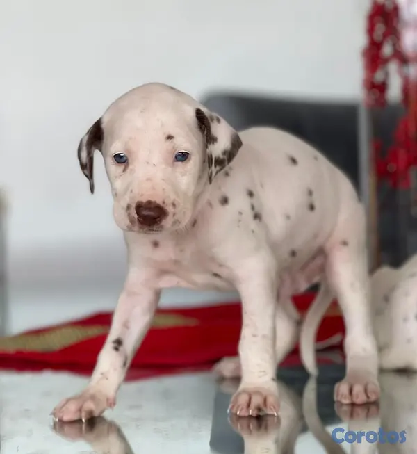 animales y mascotas - Hermosos cachorros Dálmatas 🐶🐾 2