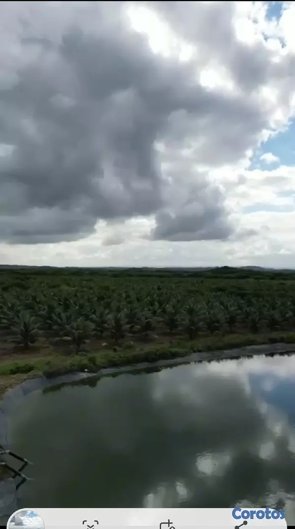 solares y terrenos - Finca de Cocos Enanos en Monte Cristi 7