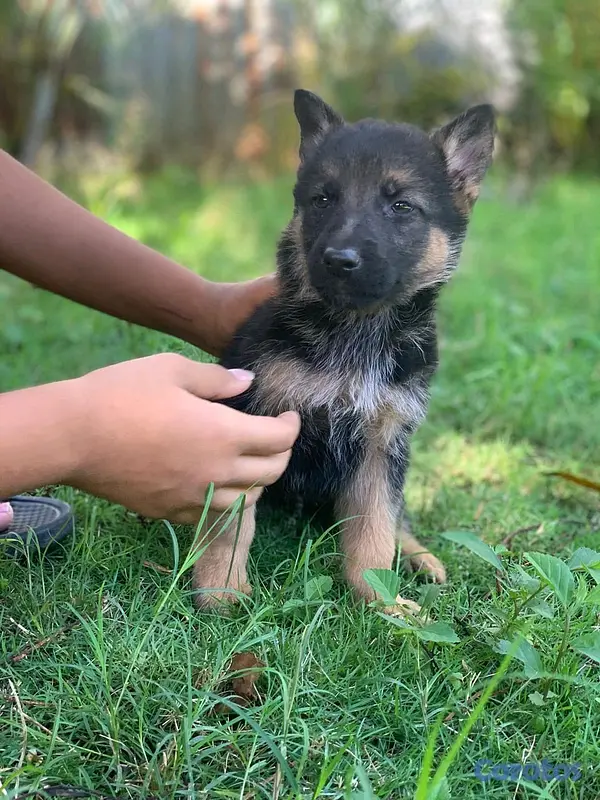 animales y mascotas - hermosos Cachorros pastor alemán  6