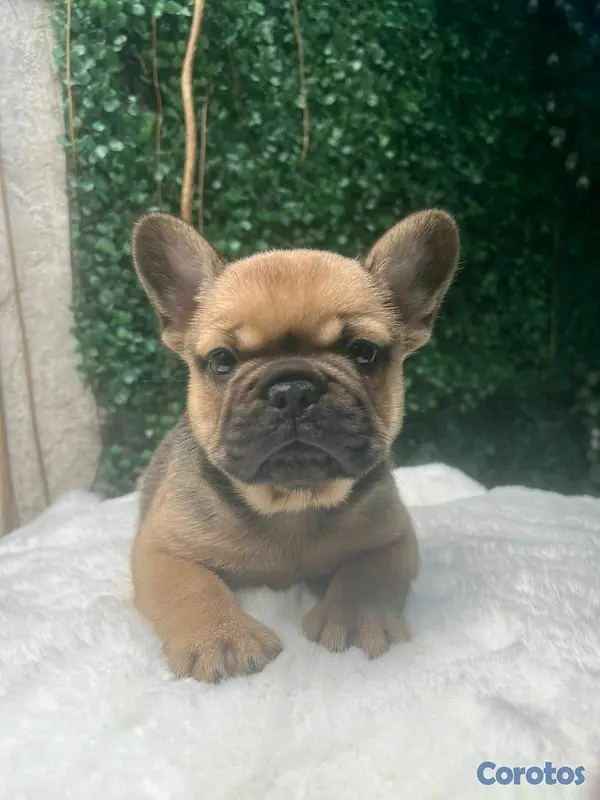 animales y mascotas - hermosos cachorritos de Buldog Frances  4
