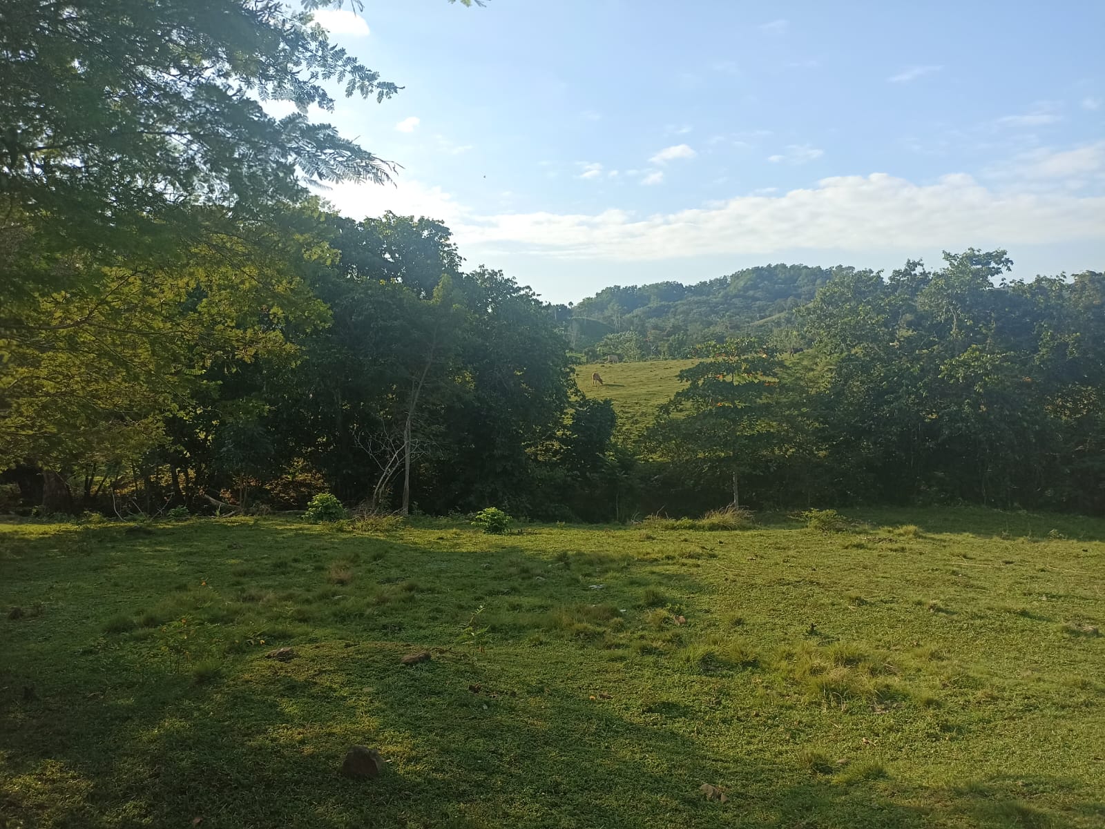 solares y terrenos - Finca Ganadera Oportunidad a 45 Minutos de ciudad 5