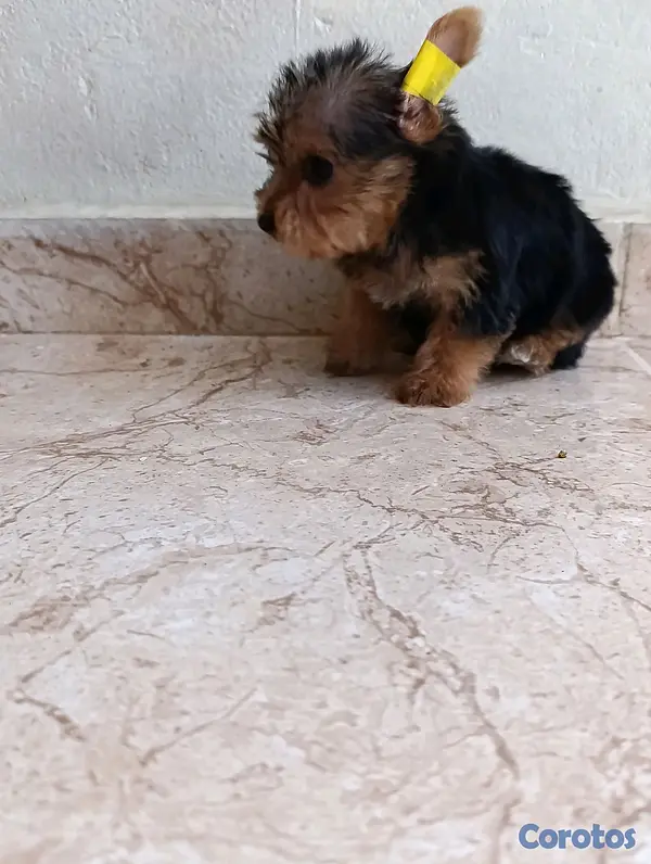 animales y mascotas - Cachorrita yorkie hembra.  3