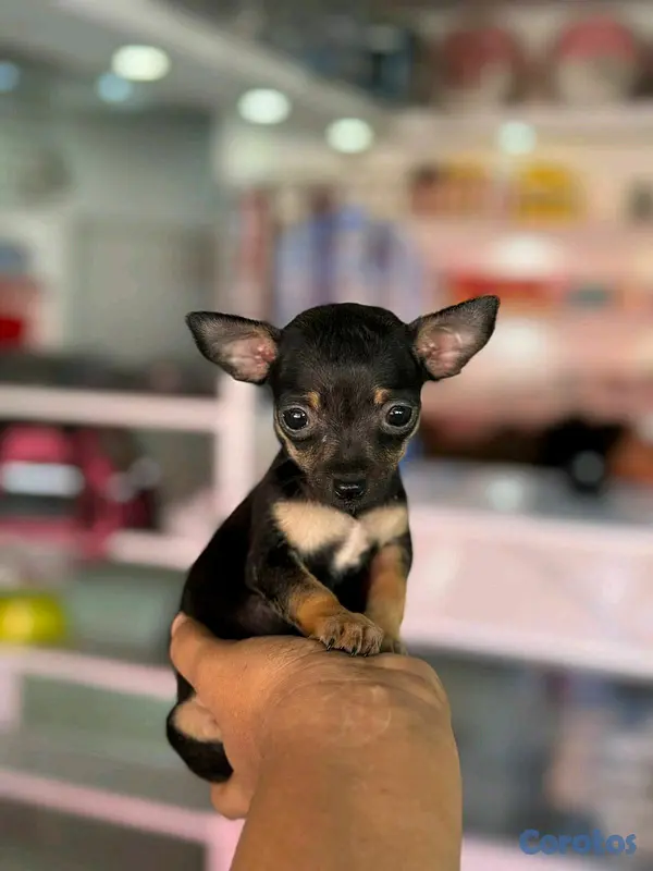 animales y mascotas - hermosos cachorritos de Chihuahua mini 5