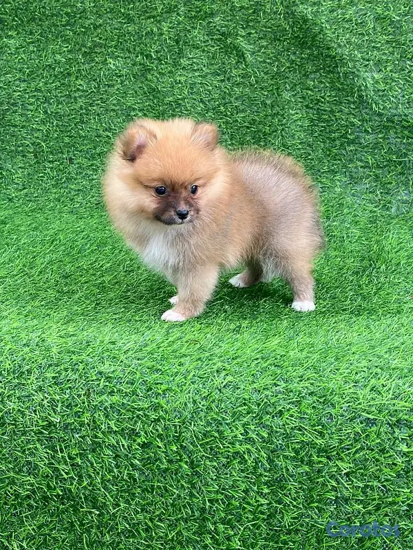 animales y mascotas - Hermosos cachorritos de pomerania mini  6