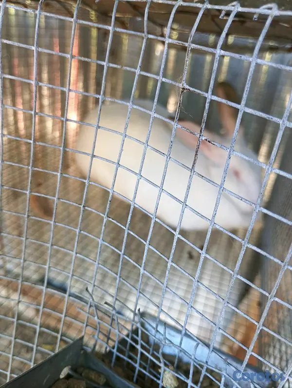 animales y mascotas - Conejos Nueva Zelanda  5