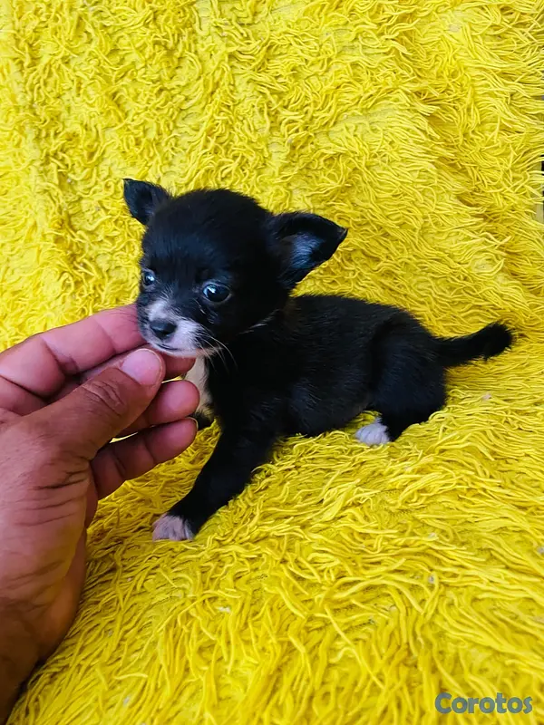 animales y mascotas - Cachorro chiguagua hembra 3