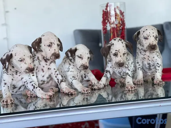 animales y mascotas - Hermosos cachorros Dálmatas 🐶🐾 3