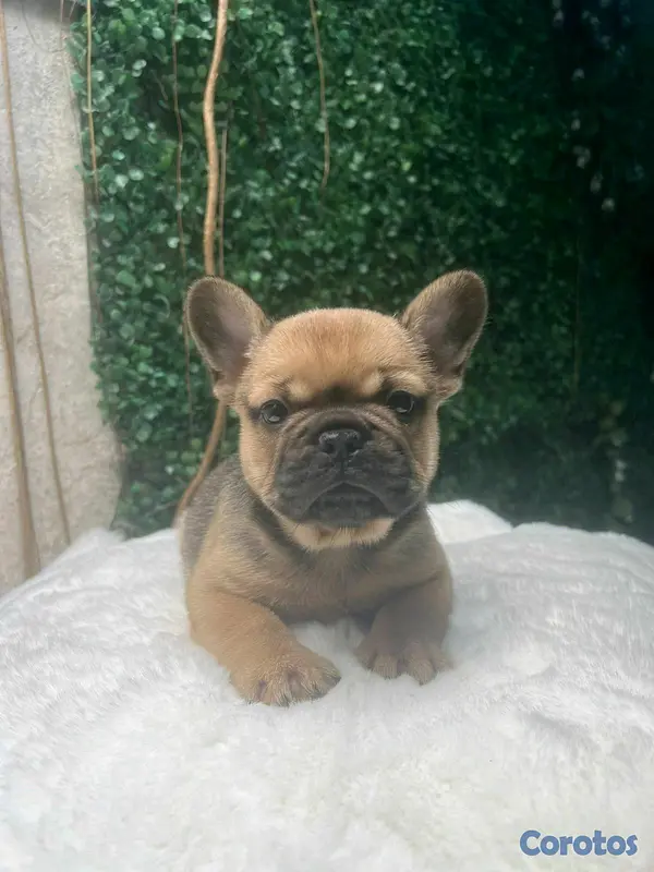 animales y mascotas - hermosos cachorritos de Buldog Frances  5