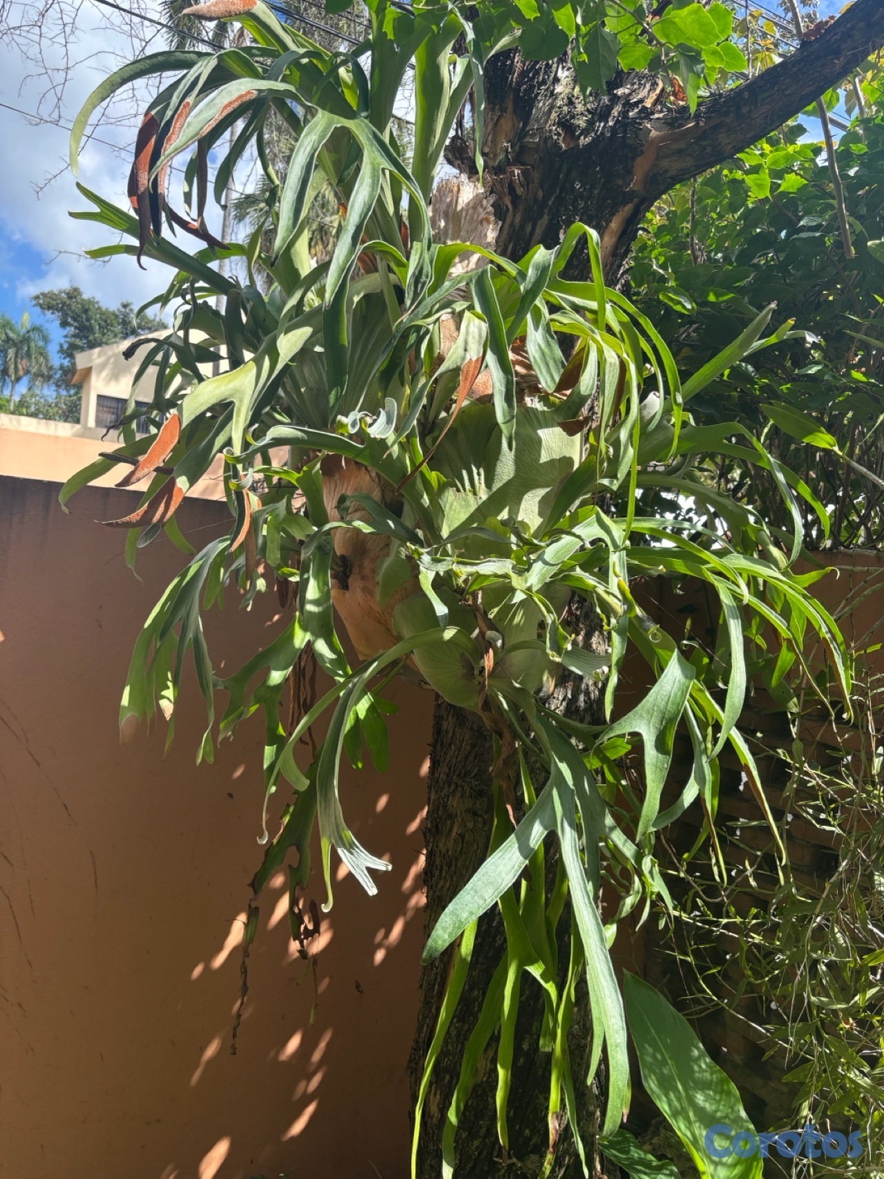 herramientas, jardines y exterior - Cuernos de venado 1