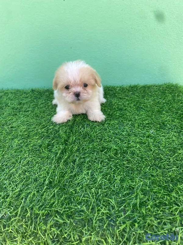 animales y mascotas - hermosos cachorritos shipoo toy  6