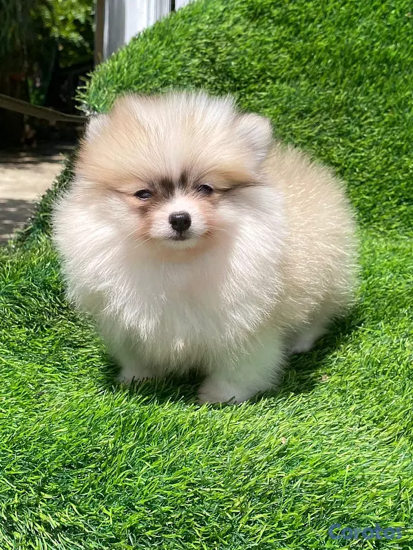 animales y mascotas - hermosos cachorritos  pomerania mini  5