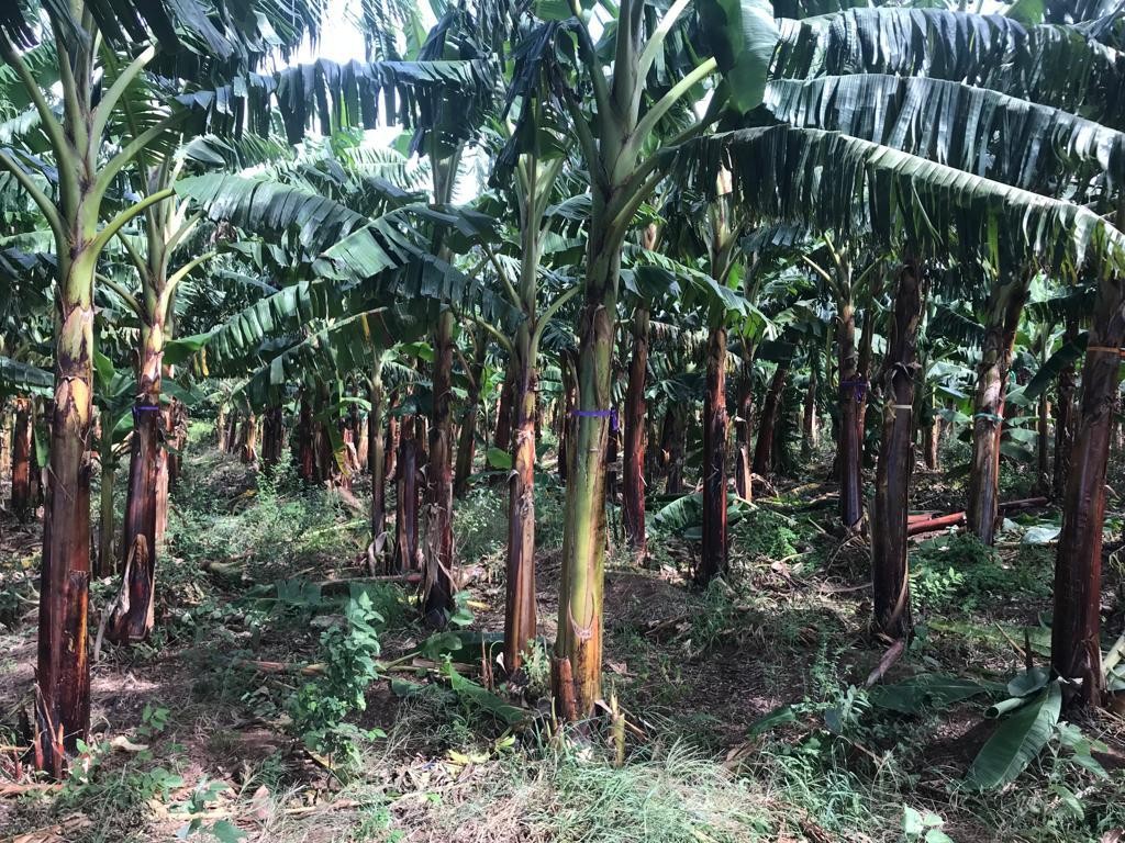 solares y terrenos - Finca 1,800 tareas Montecristi 0