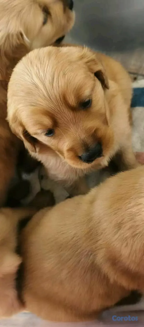 animales y mascotas - hermosos cachorritos de golden retriever  6