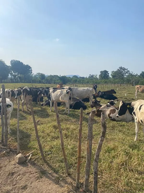 solares y terrenos - Finca 520 tareas en monte plata, en Don Juan 
 6
