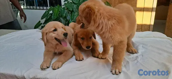 animales y mascotas - hermosos cachorritos de golden retriever  7