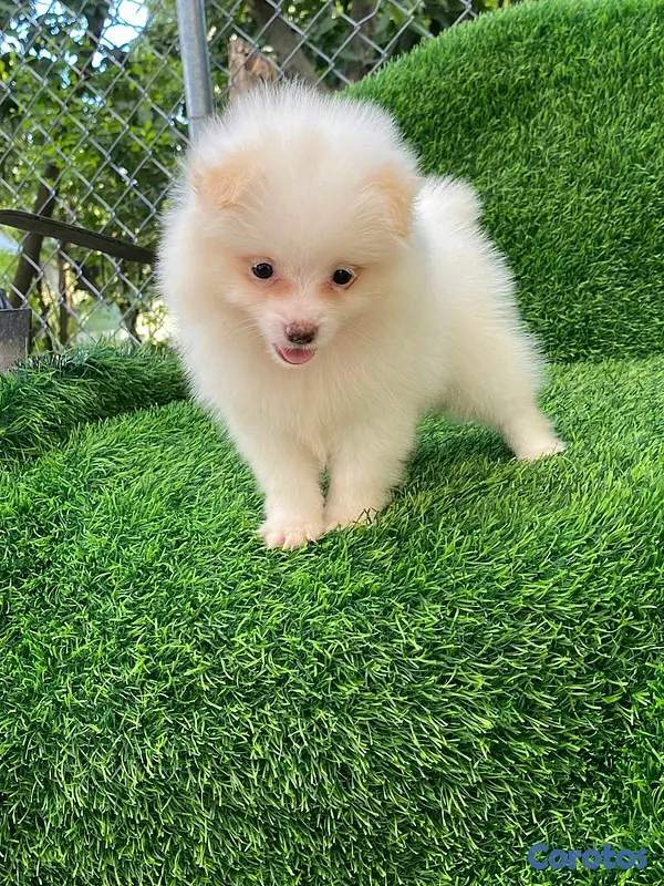 animales y mascotas - Hermosos cachorritos de Pomerania mini  6