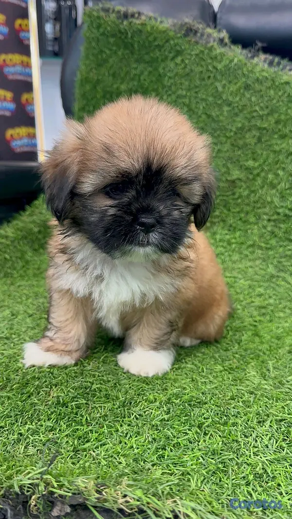 animales y mascotas - hermosos cachorritos shipoo toy  4