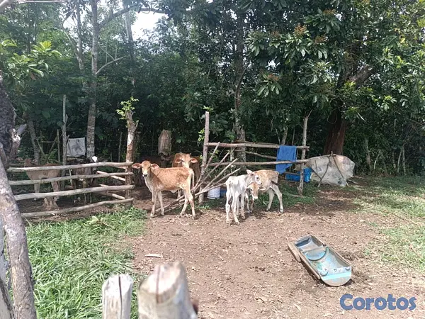 solares y terrenos - finca de 182 tareas en Monte Plata  11
