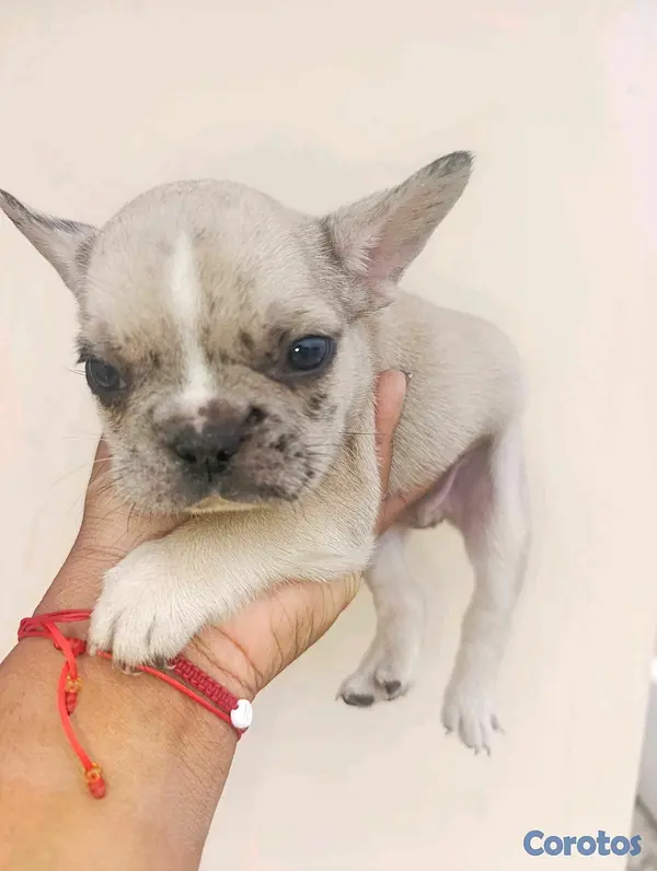 animales y mascotas - bulldog francés  4