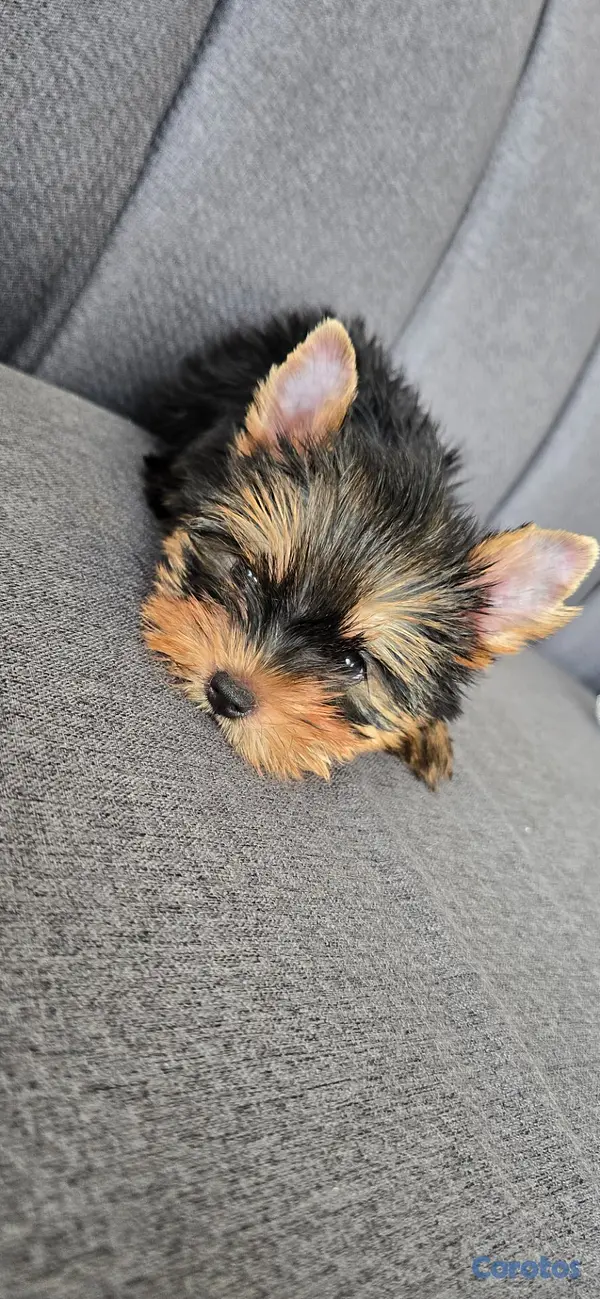 animales y mascotas - Yorkie Hembra  3