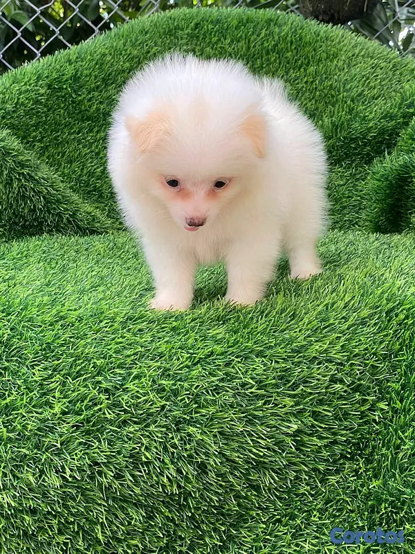animales y mascotas - Hermosos cachorritos de Pomerania mini  4