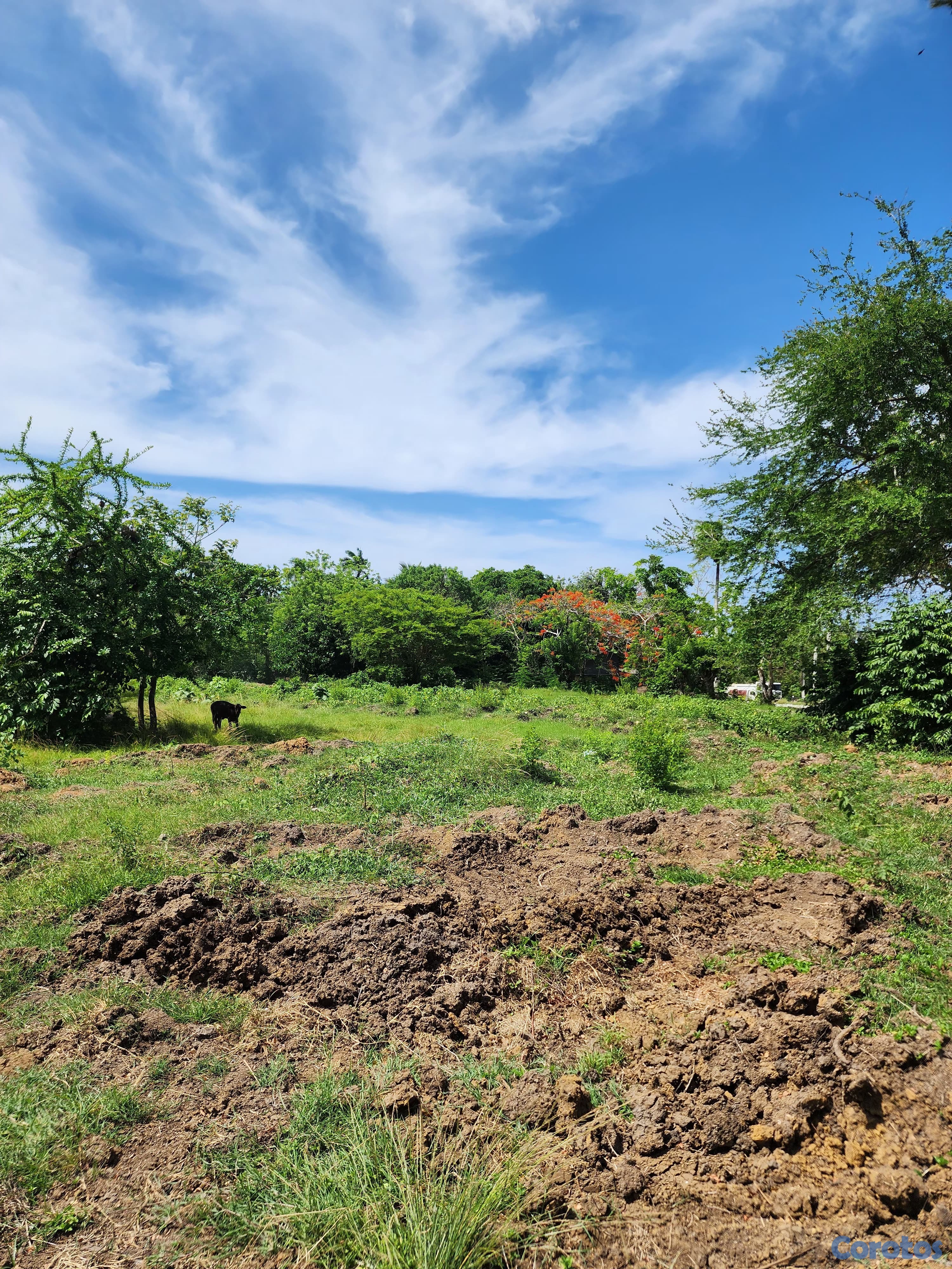 solares y terrenos - 🌿 Terrenos en Venta – Muñoz, Puerto Plata 📍 5