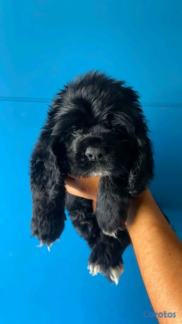 animales y mascotas - hermosos Cachorros de cocker spaniel  5