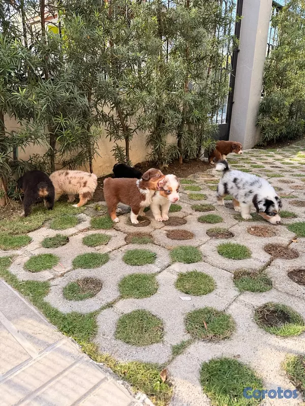 animales y mascotas - Pastor Australiano Aussie  5