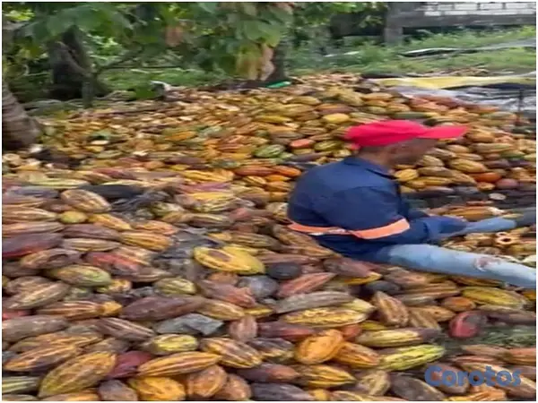 solares y terrenos - Vendo Finca de 3,700 tareas CON PROYECTO CACAO EN  4