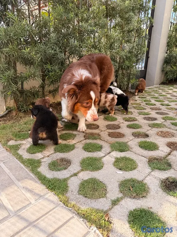 animales y mascotas - Pastor Australiano Aussie  6