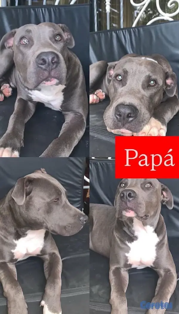 animales y mascotas - Camada de pitbulls American Terrier 6