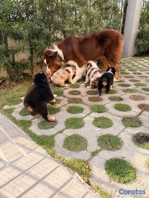 animales y mascotas - Pastor Australiano Aussie  7